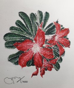 Desert Flower by miguelmendez_art.ve