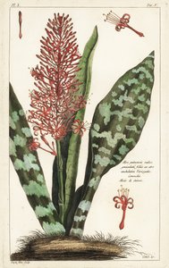 African bowstring hemp, Sansevieria hyacinthoides