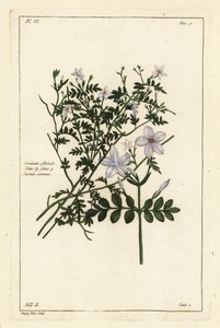 Common jasmine by the Younger Dupin