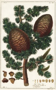 Lebanon cedar, Cedrus libani