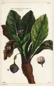 Mandrake