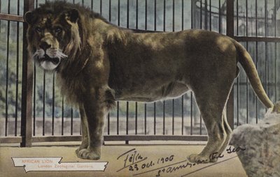 African Lion, London Zoological Gardens by (after) English photographer