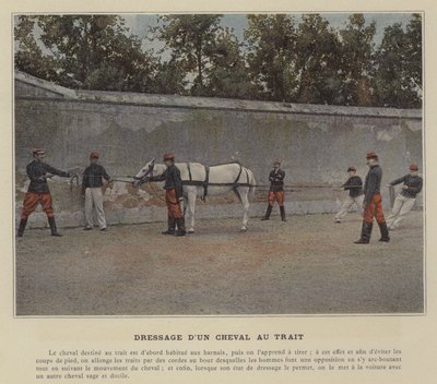 Training a Draft Horse by (after) French Photographer