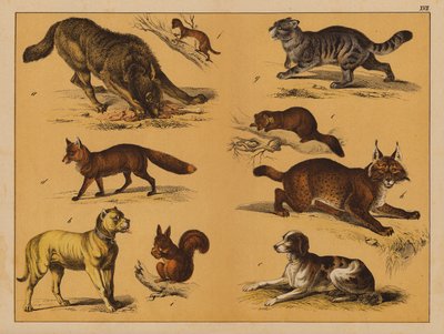 Animals by (after) German School