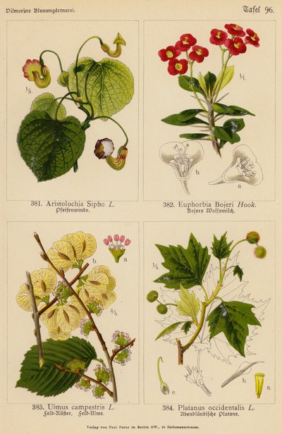 Aristolochia Sipho, Euphorbia Bojeri, Ulmus Campestris, Platanus Occidentalis by (after) German School
