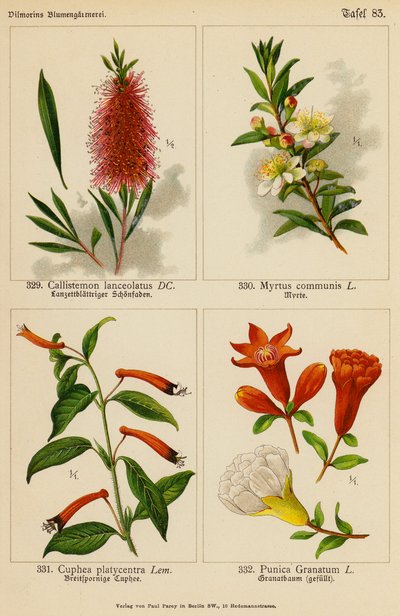 Callistemon Lanceolatus, Myrtus Communis, Cuphea Platycentra, Punica Granatum by (after) German School