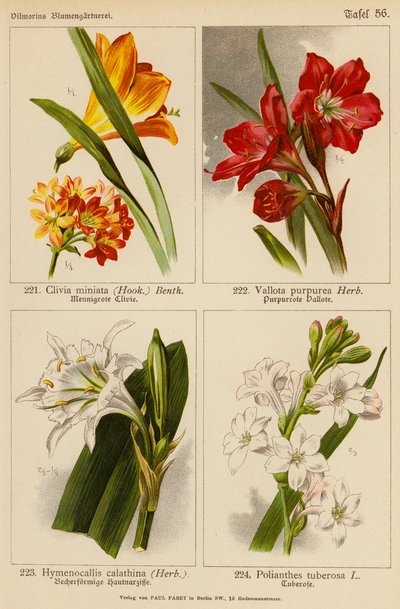 Clivia Miniata, Vallota Purpurea, Hymenocallis Calathina, Polianthes Tuberosa by (after) German School
