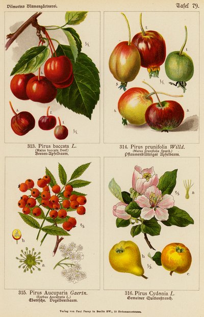 Pirus Baccata, Pirus Prunifolia, Pirus Aucuparia, Pirus Cydonia by (after) German School