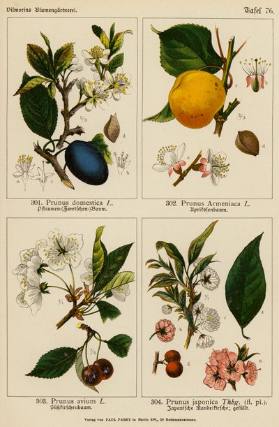 Prunus Domestica, Prunus Armeniaca, Prunus Avium, Prunus Japonica by (after) German School