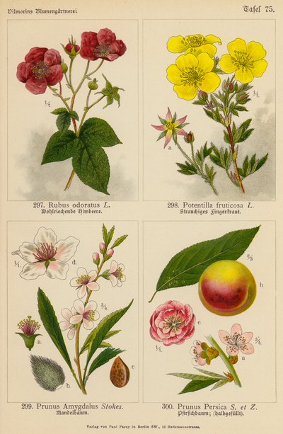Rubus Odoratus, Potentilla Fruticosa, Prunus Amygdalus, Prunus Persica by (after) German School