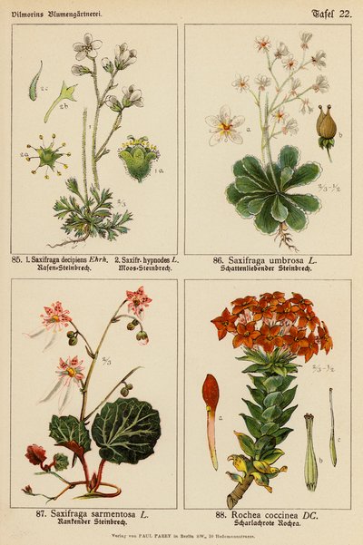 Saxifraga Decipiens, Saxifraga Hypnodes, Saxifraga Umbrosa, Saxifraga Sarmentosa, Rochea Coccinea by (after) German School