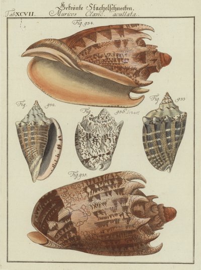 Shells by (after) German School