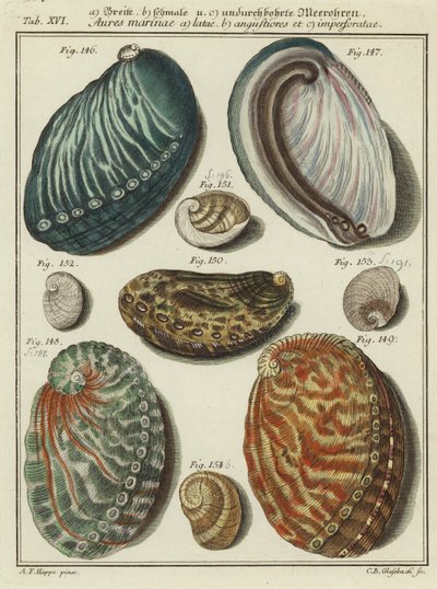 Shells by (after) German School