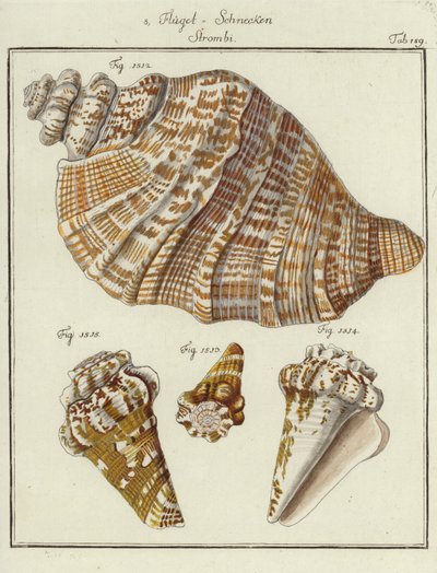 Shells by (after) German School