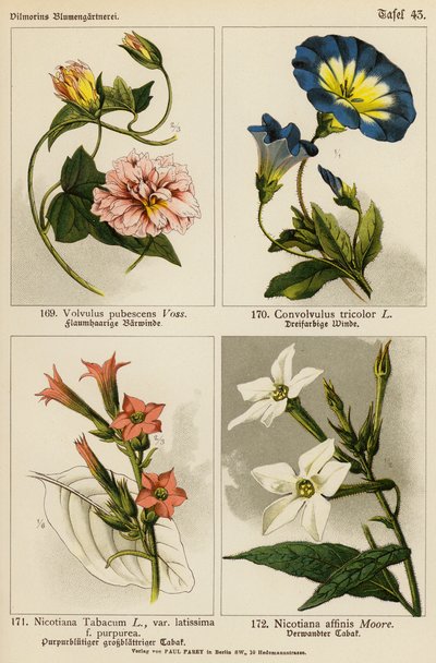 Volvulus Pubescens, Convolvulus Tricolor, Nicotiana Tabacum, Nicotiana Affinis by (after) German School
