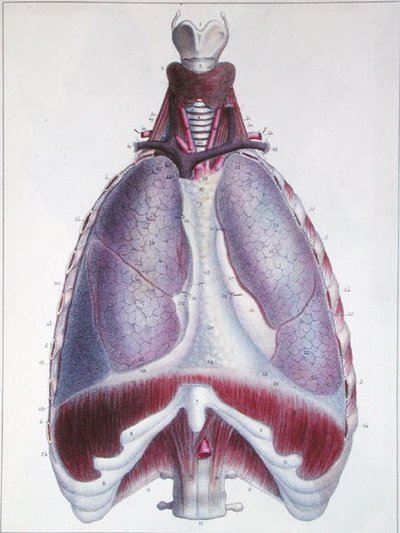 Anatomy of the lungs, from 