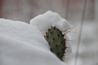 Cacti in Winter II by Detlef Georgi