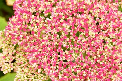 Floral Fine Art by Albert Mansour