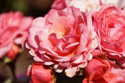 Floral Fine Art by Albert Mansour