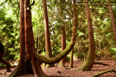 Nature Forest by Albert Mansour