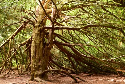 Nature Forest by Albert Mansour
