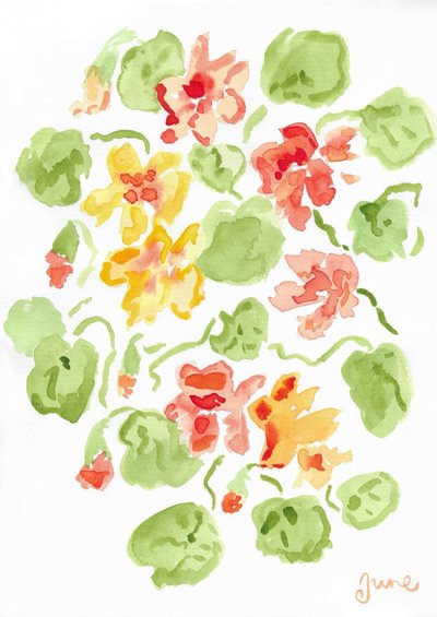 Nasturtiums by june art