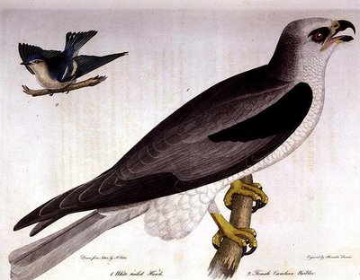 White-tailed Hawk and Female Caerulean Warbler, engraved by Alexander Lanson by A. (after) Rider