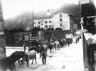 Some oxen used for the transport of marble from the Apuan quarries are made to walk along a road in Carrara by A. Corsini