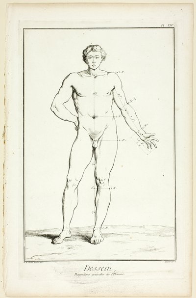 Design: General Proportions of the Male, from Encyclopédie by A. J. Defehrt