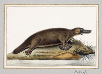 Duck-billed Platypus by A. Prevost