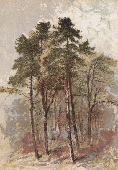 Group of Fir Trees by Aaron Edwin Penley