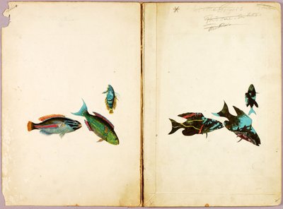 FISH, Study Folder for Book Concealing Coloration in the Animal Kingdom by Abbott Handerson Thayer