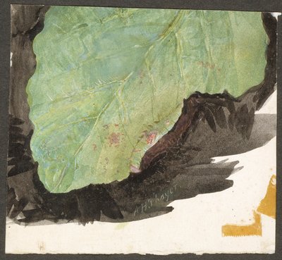 Heterocampa Biundata, Walker, study for book Concealing Coloration in the Animal Kingdom by Abbott Handerson Thayer