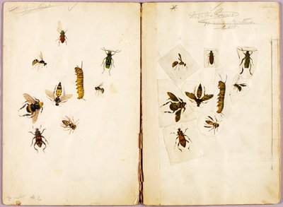 Insects--Colored, study folder for book Concealing Coloration in the Animal Kingdom by Abbott Handerson Thayer
