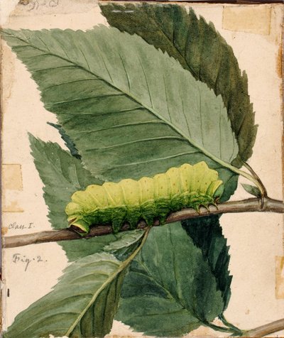 Lunar Caterpillar, Study for Book 