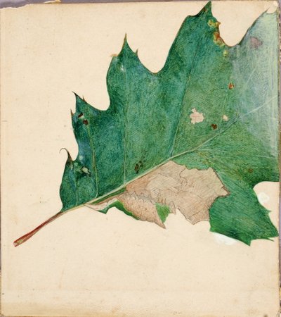 Oligocentra Lignicolor, Walker, Study for Book Concealing Coloration in the Animal Kingdom by Abbott Handerson Thayer