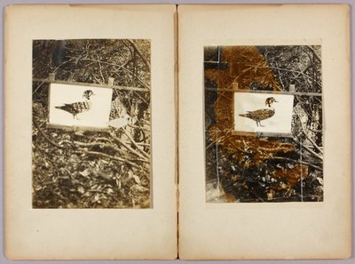 Stencil Ducks, Study Folder for Book Concealing Coloration in the Animal Kingdom by Abbott Handerson Thayer