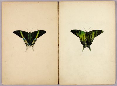 Urania Moth, Study Folder for Book Concealing Coloration in the Animal Kingdom by Abbott Handerson Thayer