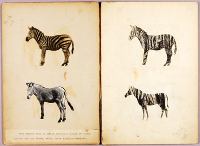 Zebras, study folder for book Concealing Coloration in the Animal Kingdom by Abbott Handerson Thayer