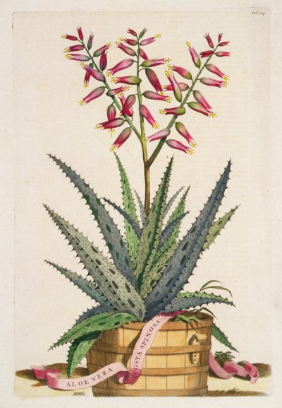 Aloe Vera Costa Spinosa, from 