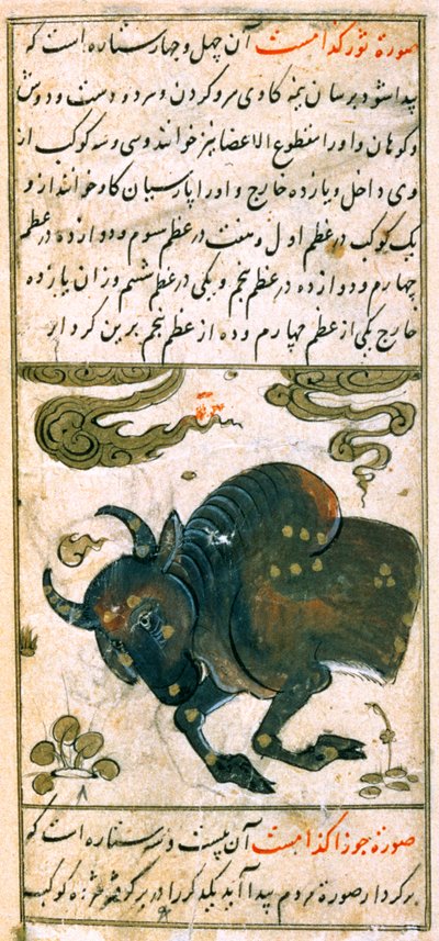 Constellations of the Zodiac: Taurus, the Bull, from Talim dar marifat i taqvuim, 1498 (903 Hijra) by Abu Jafar al Tabari