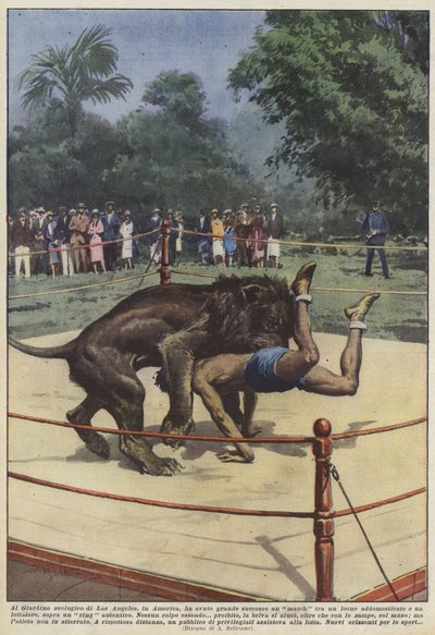 At the Los Angeles Zoo, a match between a lion was a great success by Achille Beltrame