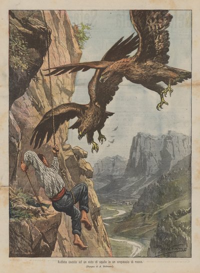 Daring hunt for an eagle