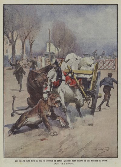 What Was Seen Recently on a Public Street in Turin, Peaceful Mule Attacked by Two Lions by Achille Beltrame