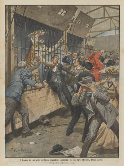 Dramas of the Menagerie, Reckless Spectator Mauled by an Enraged Tiger Near Zurich by Achille Beltrame