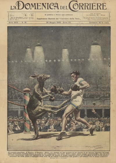 The boxing kangaroo by Achille Beltrame