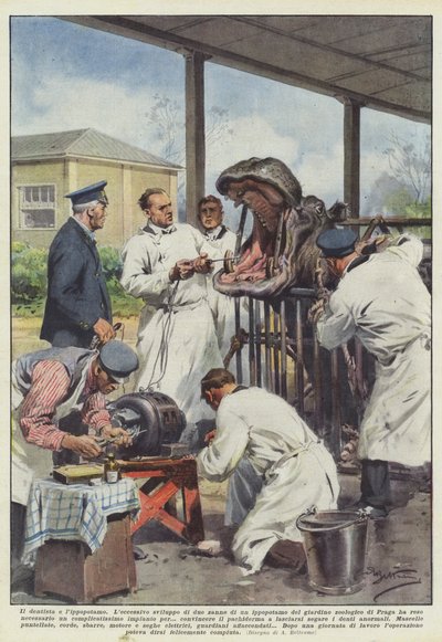 The Dentist and the Hippopotamus by Achille Beltrame