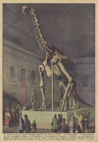 The skeleton of the largest land animal that ever existed, the brachiosaurus by Achille Beltrame