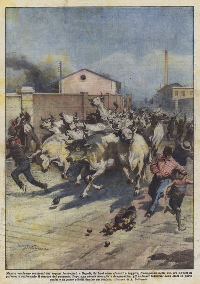 While being unloaded from railway wagons in Naples, 24 oxen managed to escape... by Achille Beltrame
