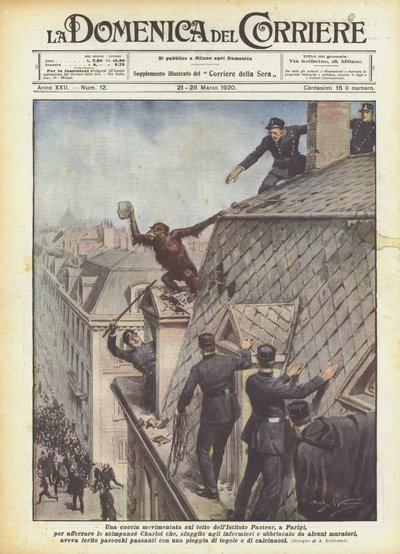 A Lively Chase on the Roof of the Pasteur Institute in Paris to Catch the Chimpanzee by Achille Beltrame